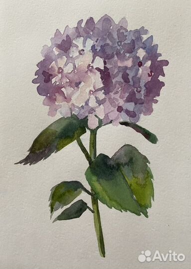 Картина акварелью. Гортензия акварель. Живопись