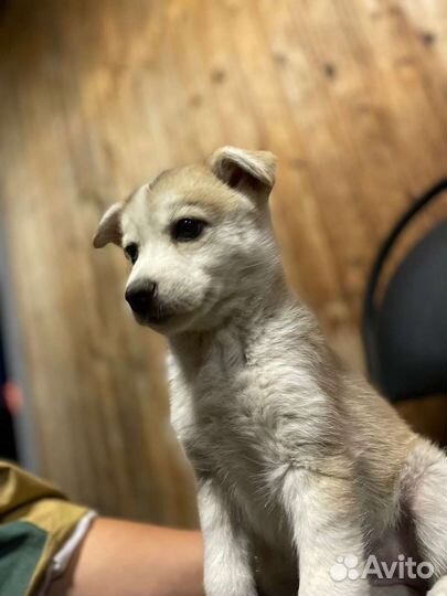 Щенки хаски