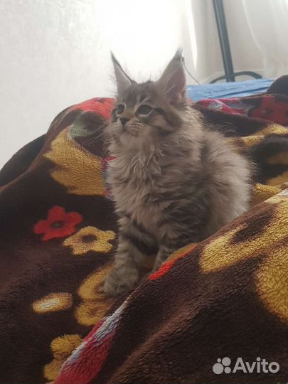 Котята Мейн-кун 5.05.2023г