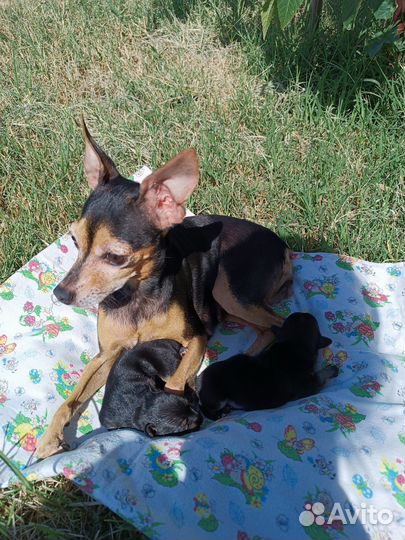 Мини той-терьер щенки