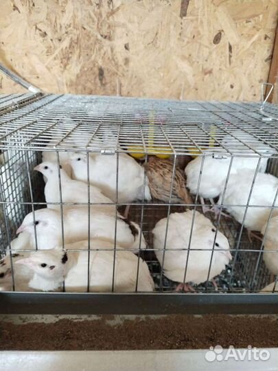 Перепела. Возраст 1мес