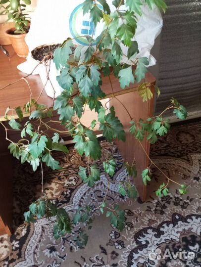 Хлорофитум,Толстянка,Белопероне,Традесканция,Плющ