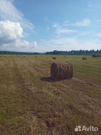 Сено в рулонах