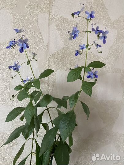 Комнатные растения цветы