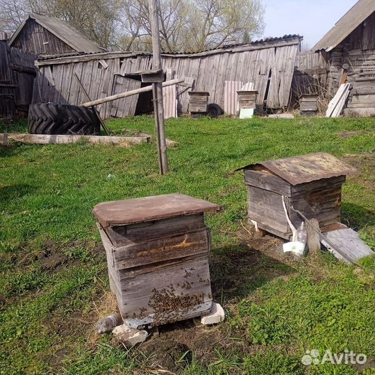 Продаются пчелы вместе с ульями 13 семей