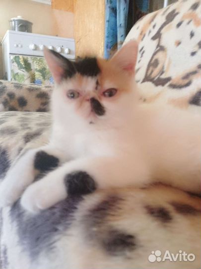 Супер экзоточка