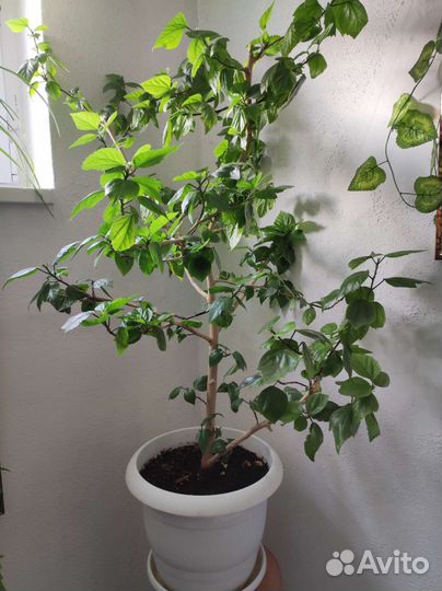 Гибискус китайская роза