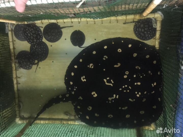 Редкие экзотических аквариумные рыбы