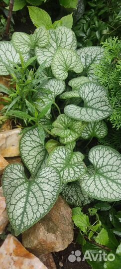 Саженцы многолетних растений