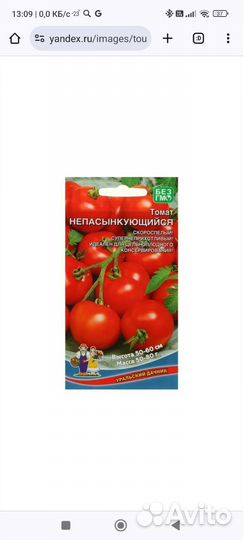 Рассада помидор