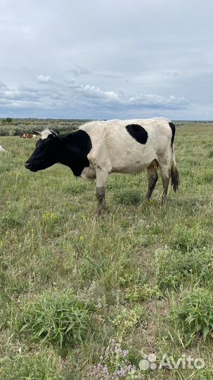Коровы подсосные