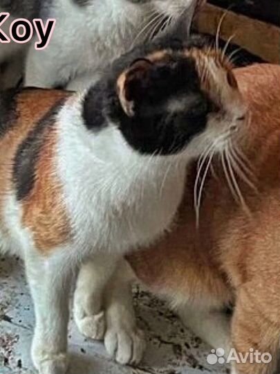 Трёхцветная девочка кошка заложница