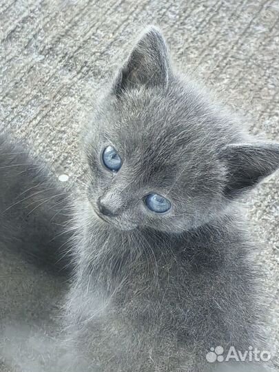 Котята в добрые руки бесплатно