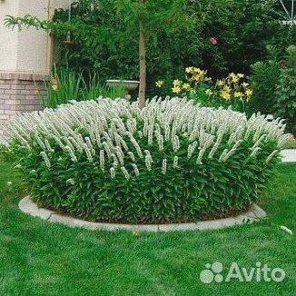 Вербейник ландышевый