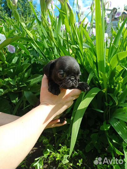 Мопс. Бронь