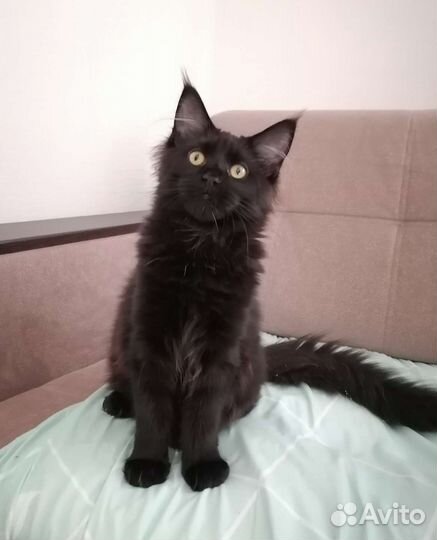 Котята мейн-кун