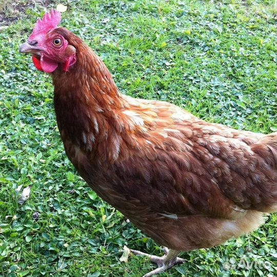 Куры-молодки