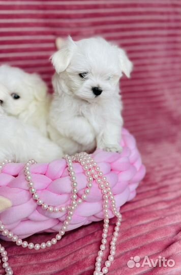 Мальтийская болонка