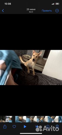 Отдам собаку в добрые руки