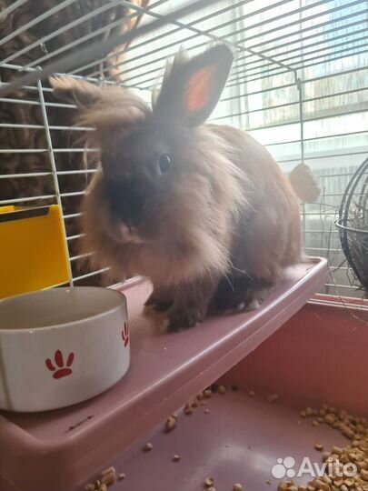 Передержка мелких грызунов