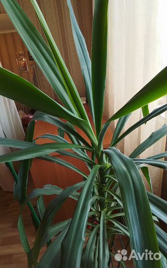 Пальма юкка