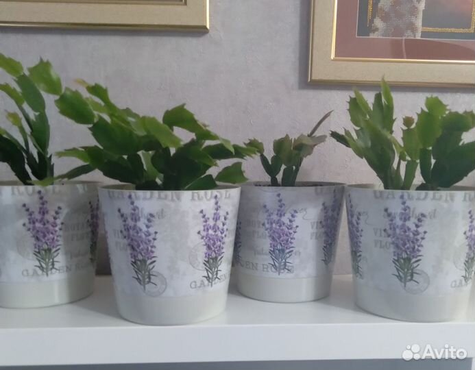 Декабрист шлюмбергера