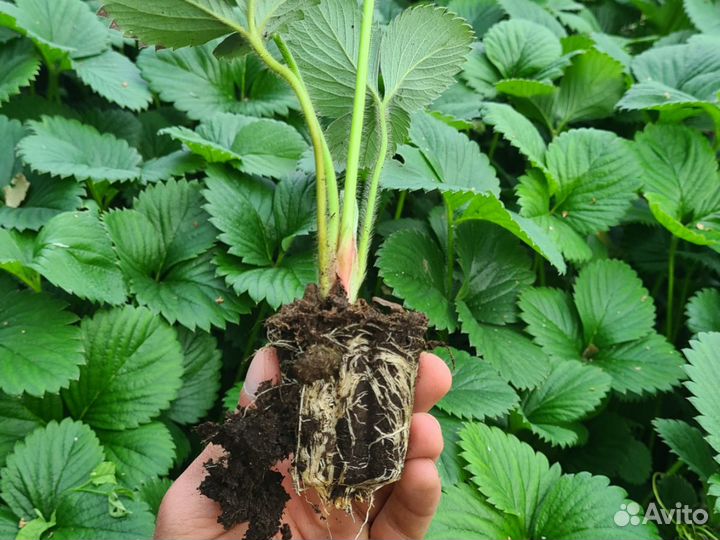 Саженцы клубники зкс – сорт «Сирия»