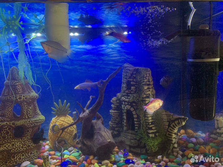 Аквариум с рыбами
