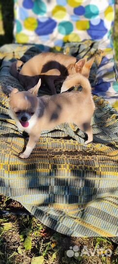 Лиловая мини Чихуахуа