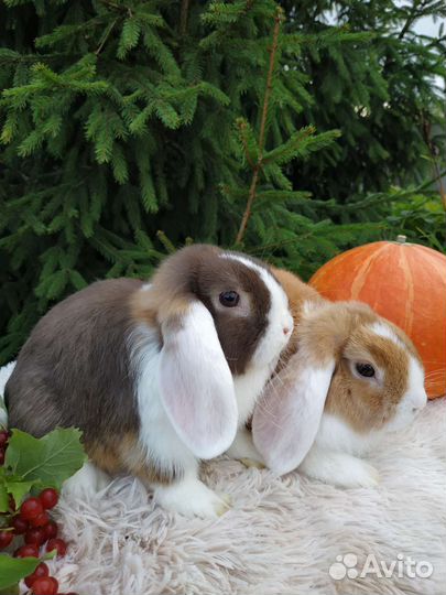 Карликовые кролики