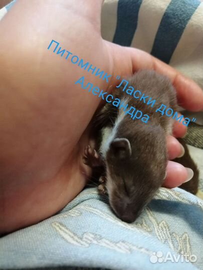 Ласка. Куница