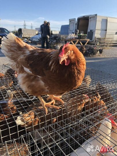 Куры молодки несушки