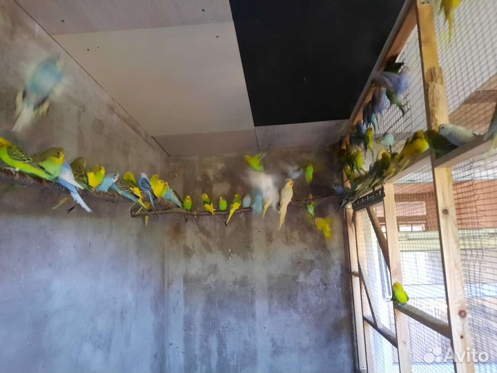 Птенцы волнистый попугай