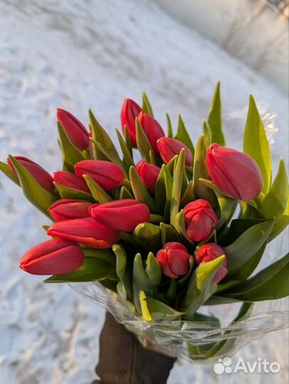 Продажа тюльпанов