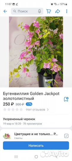 Бугенвиллии