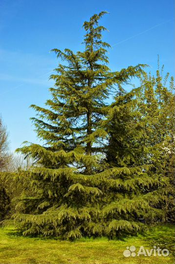 Кедр Гималайский, семена