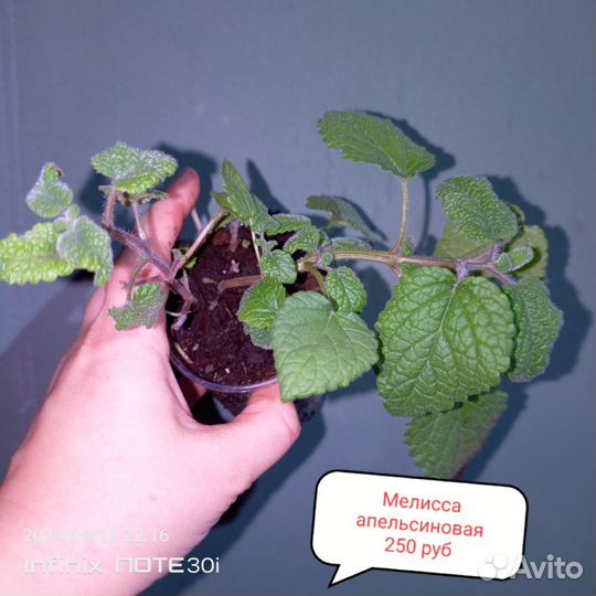 Мята рассада саженцы