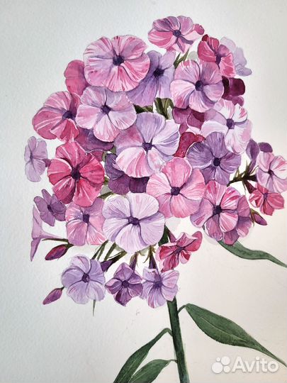 Флоксы Акварельная иллюстрация 20 х 30 см