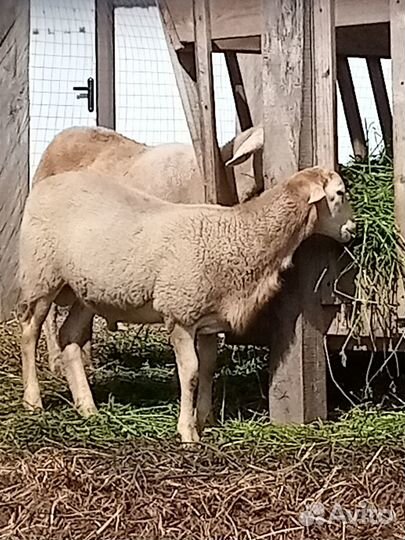 Катумские бараны 2шт 4месяца