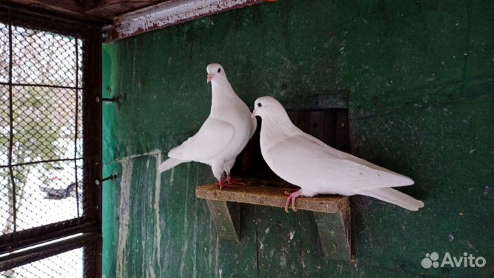 Голуби на свадебный выпуск
