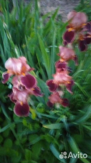 Ирисы бородатые сортовые