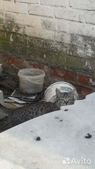 Кошечка ждет помощи