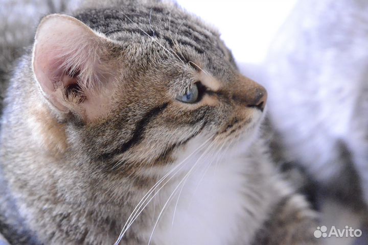 Передержка кошек и красноухих черепах