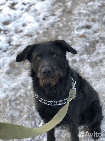 Собака в добрые руки