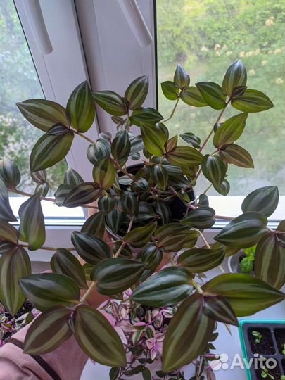 Традесканция Квадриколор. Розовый Холм