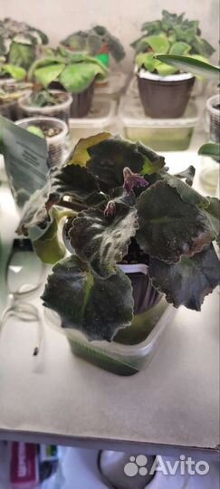 Фиалка с бутонами большая