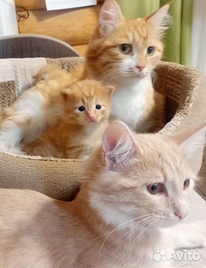 3 рыжих котенка и 1 персиковый