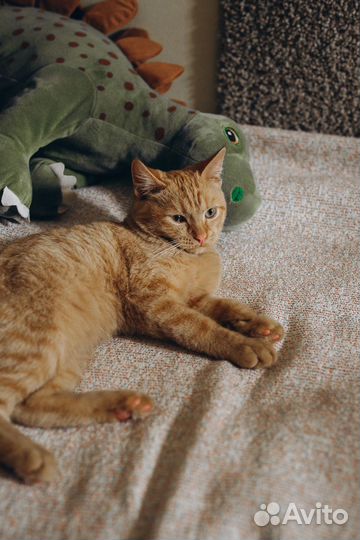 Котенок прекрасный