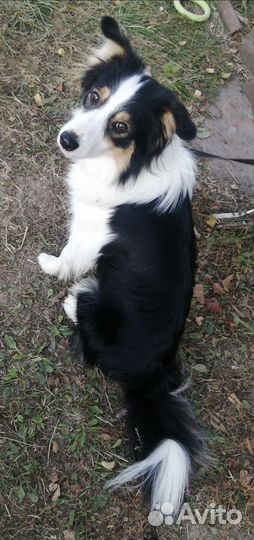 Бордер колли