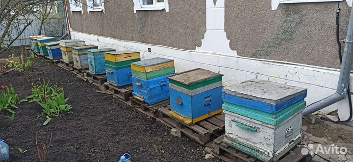 Улья пчелы пасеку